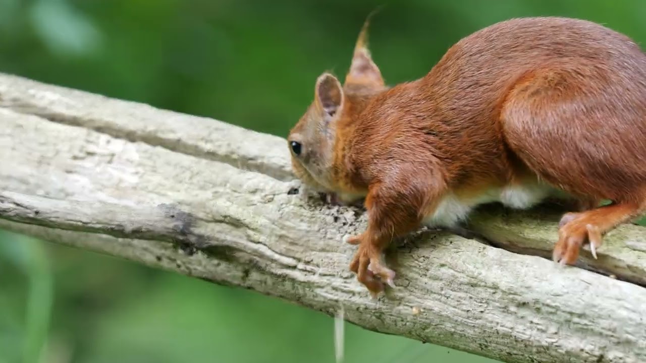 Het bos van meneerke