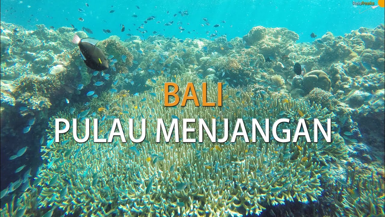 Awesome Snorkeling at Pulau Menjangan, Bali