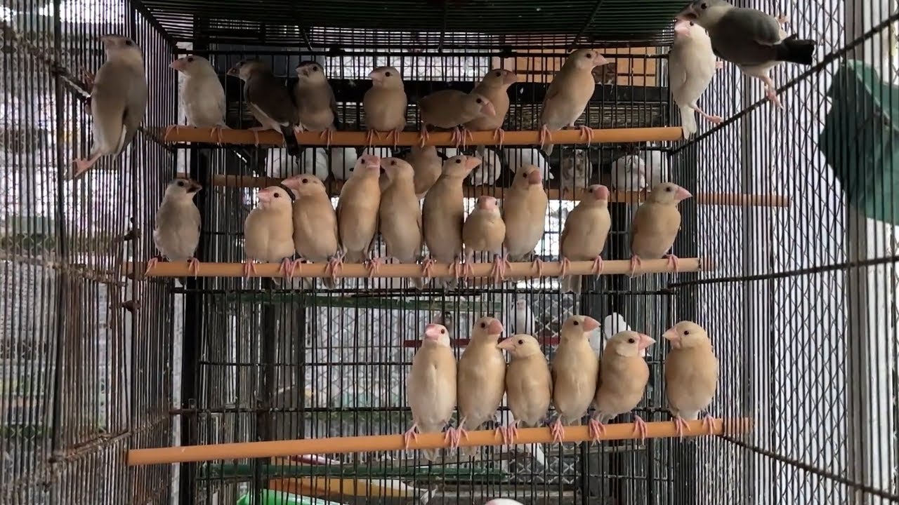 Java Sparrows A Guide to Mutations and Breeding