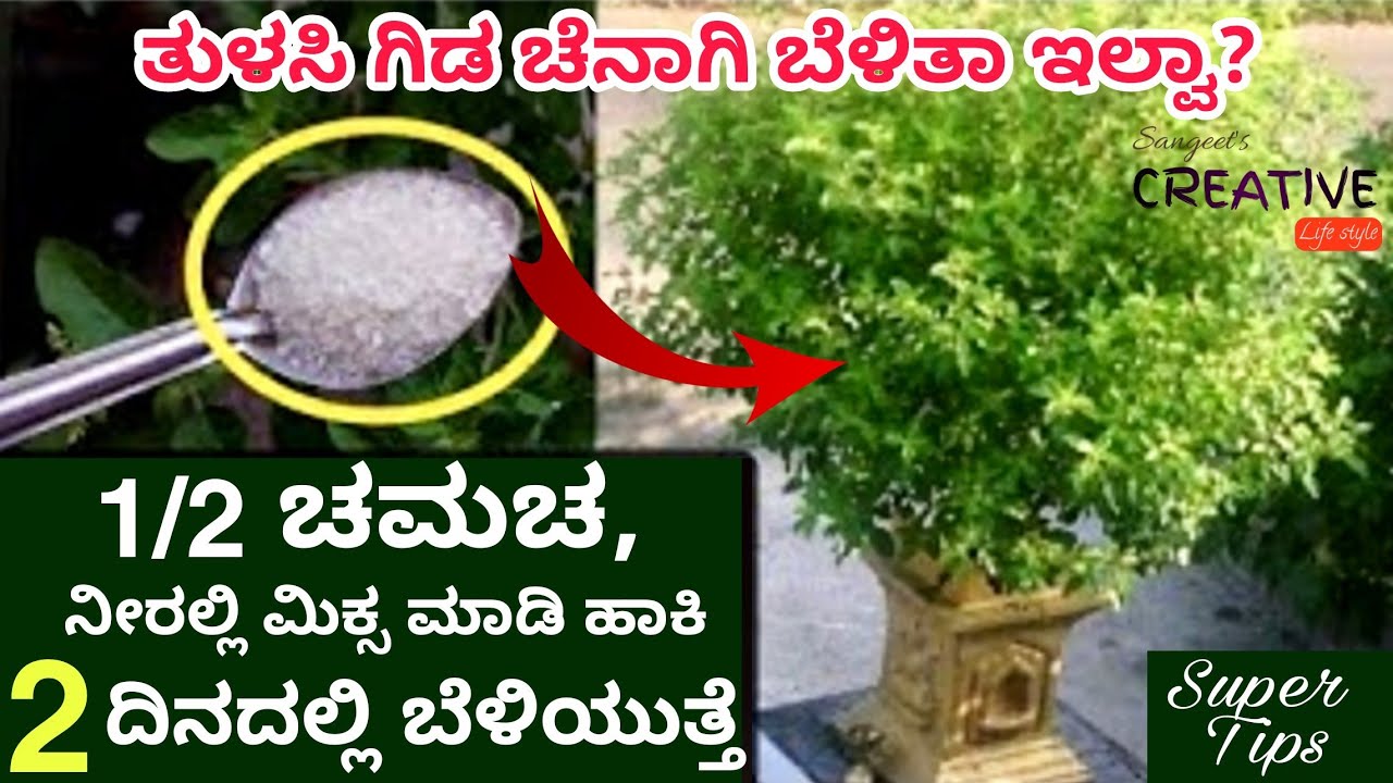 ತುಳಸಿ ಗಿಡ ಚೆನಾಗಿ ಬೆಳಿತಾ ಇಲ್ವಾ?1/2 ಚಮಚ, ನೀರಲ್ಲಿ ಮಿಕ್ಸ ಮಾಡಿ ಹಾಕಿ 2 ದಿನದಲ್ಲಿ ಬೆಳಿಯುತ್ತೆ/grow tulsi