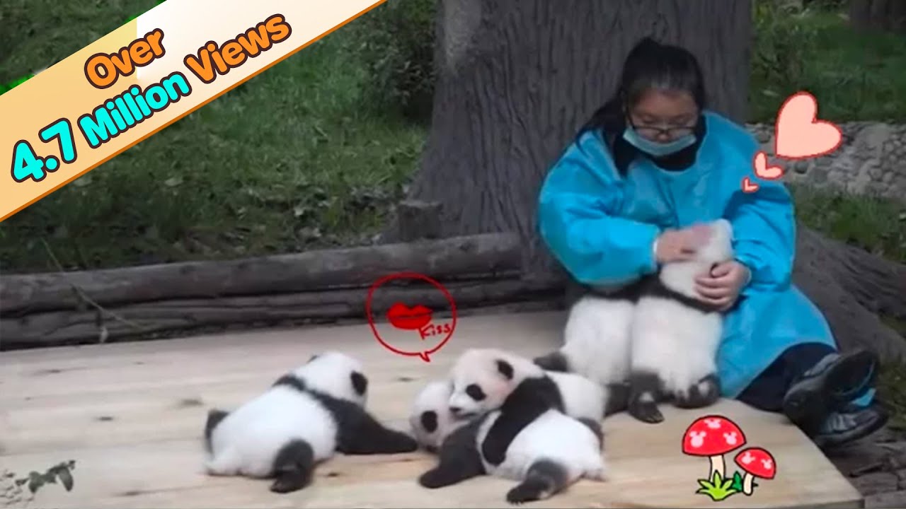5 Panda Cubs Receiving Love From Keeper | iPanda
