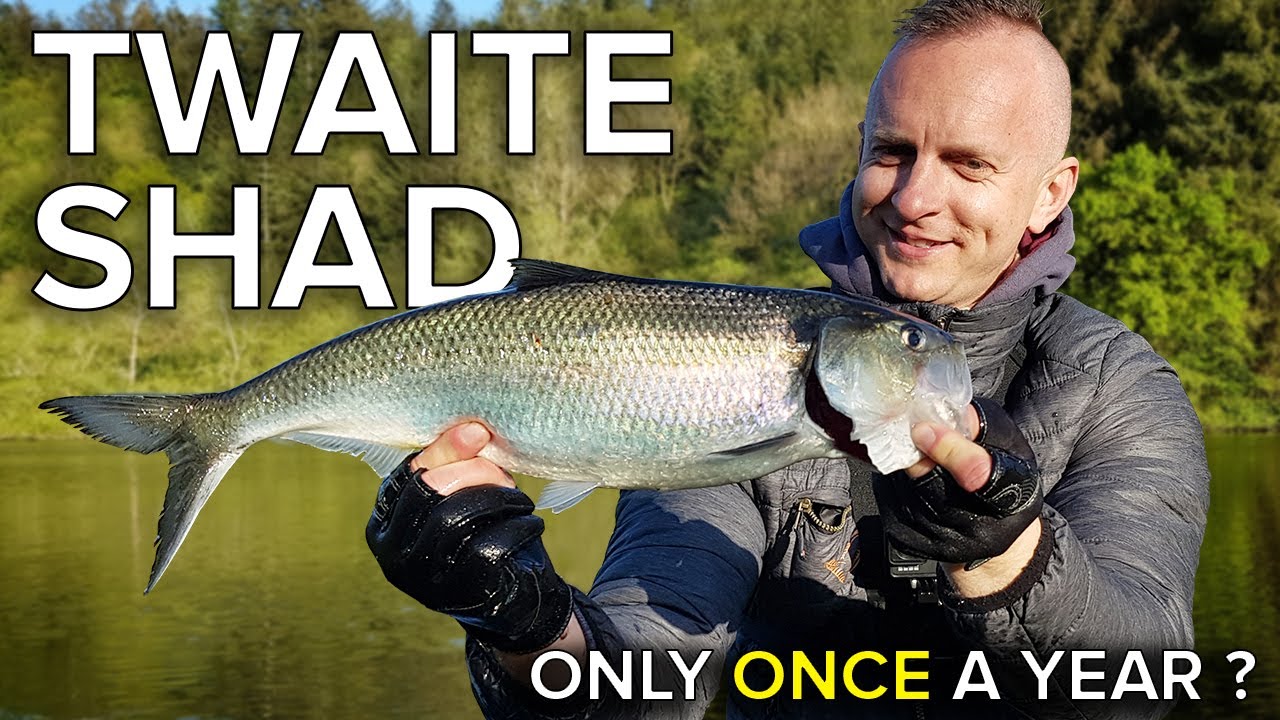River Fishing in Ireland for Twaite Shad. River Barrow (2019)