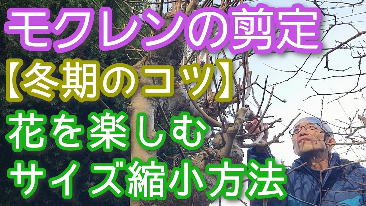 【モクレンの剪定(秋冬編)】できるだけ低く保って花も咲く手入れ(2026年2月)🪾🌷