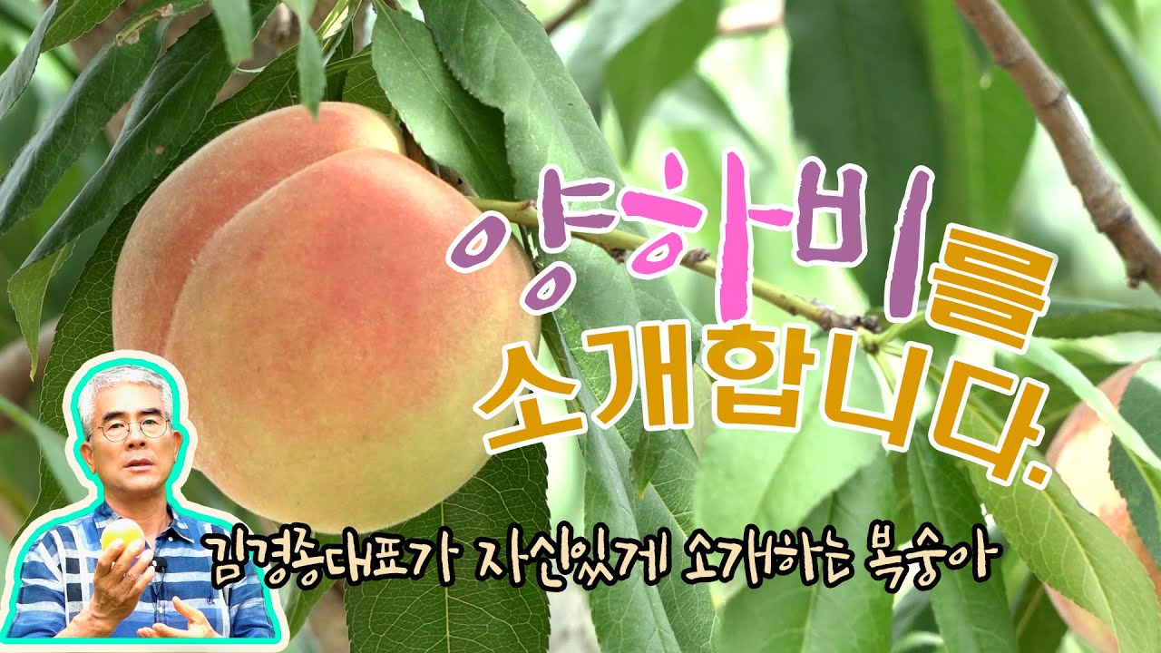 모두가 인정한 정말 맛있는 복숭아 양하비