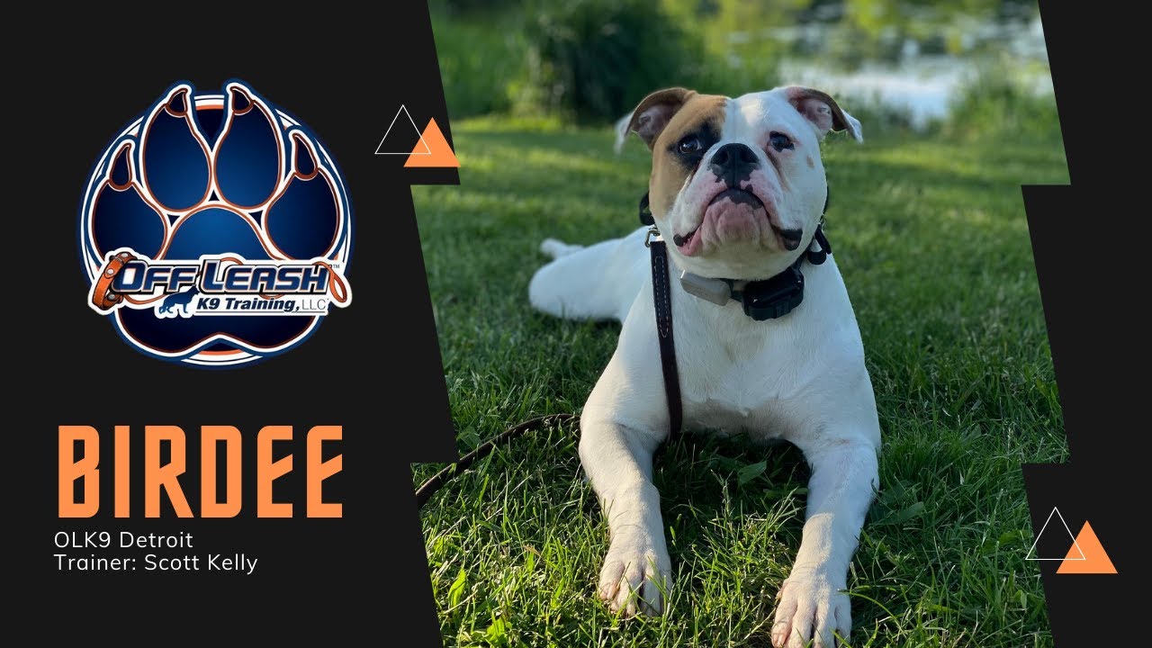 Obedience Training l American Bulldog 