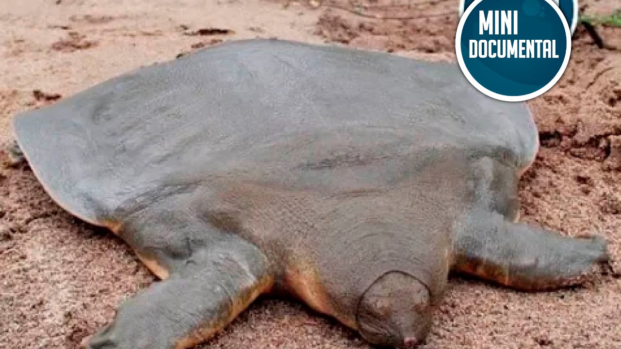 Tortuga de caparaz&oacute;n blando (mini documental)