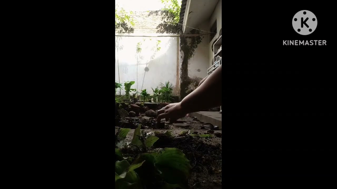 Pindah Tanam Kencur ke Tanah