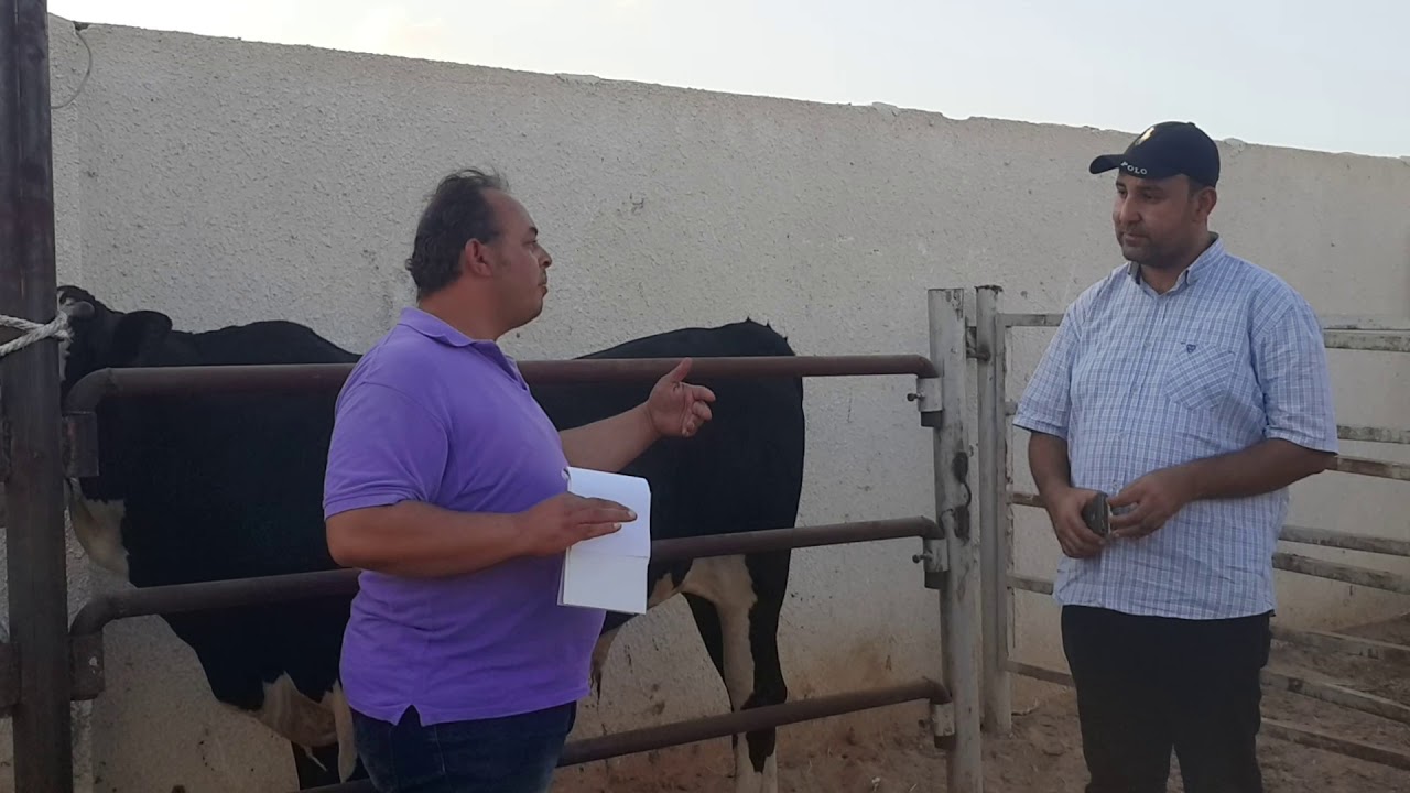 معا لتنمية الثروة الحيوانية الحلقة 9 ( اذاى اختار عجل الاضحية )