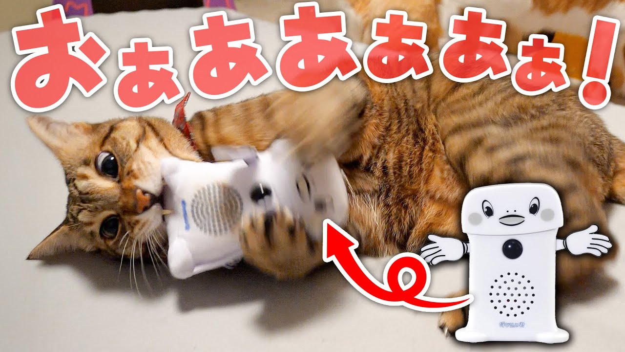 ついにティガーが狂ってしまいました…。しかもその相手が、、、、