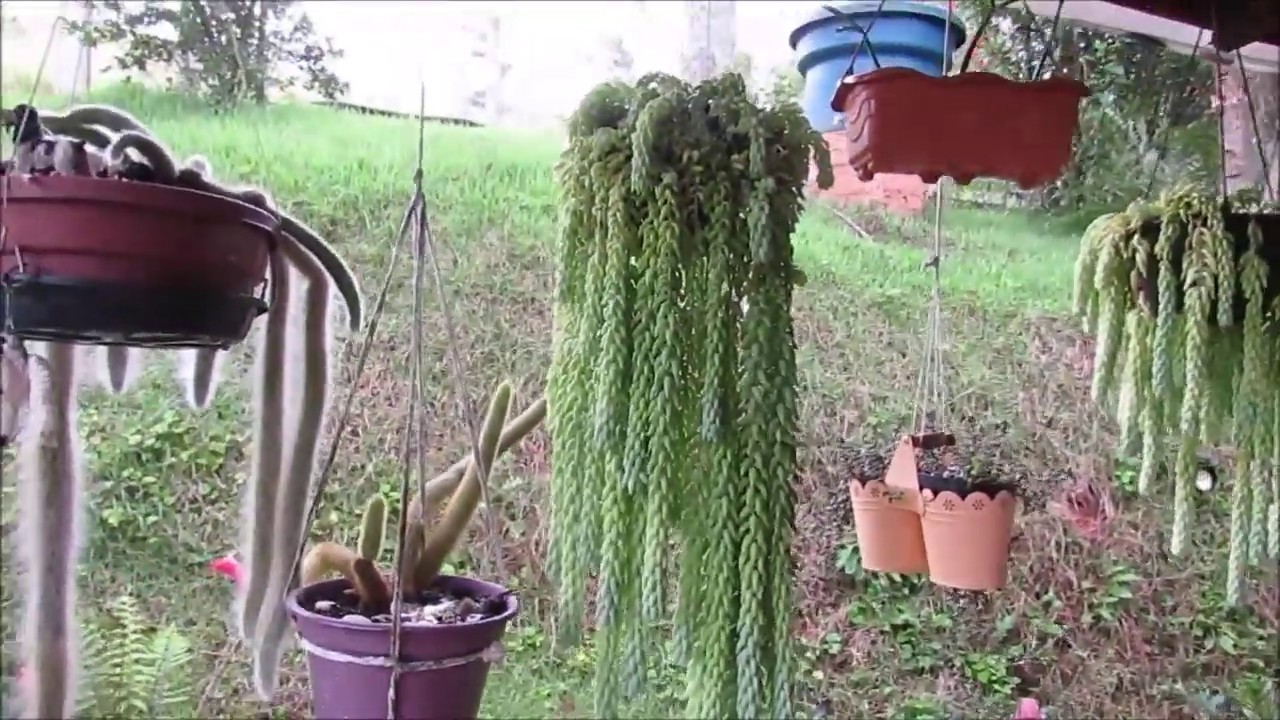 10 plantas suculentas ou ornamental PENDENTE  para um iniciante começar uma coleção.