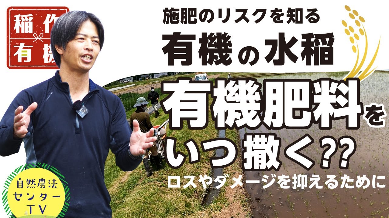 有機肥料で稲にダメージも!?　適切な施肥タイミングを考えて『有機の米づくり』　【稲作有機 by 自然農法センター】