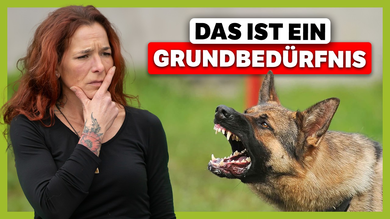 Das wissen 90% der Hundehalter NICHT (Grundbedürfnisse des Hundes) | Live-Training