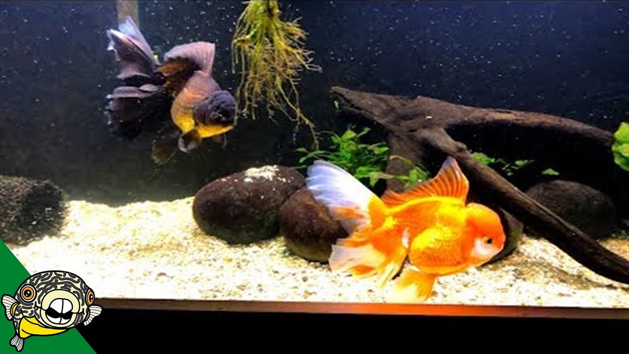 Why do people LOVE Goldfish?