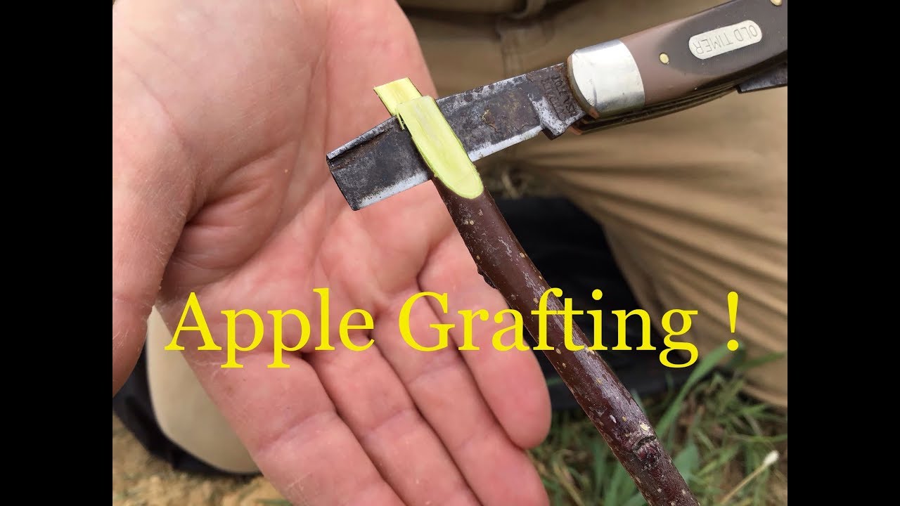 Grafting Apple Rootstocks
