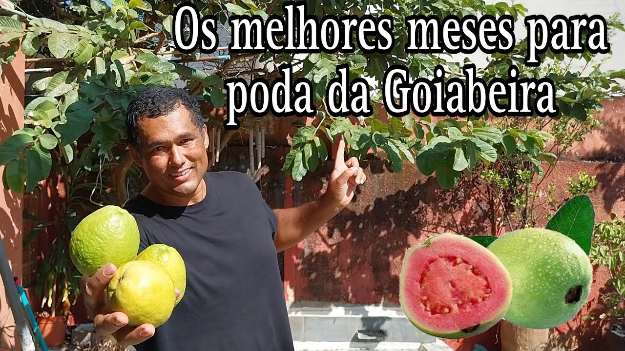 Os melhores meses para podar GOIABEIRA