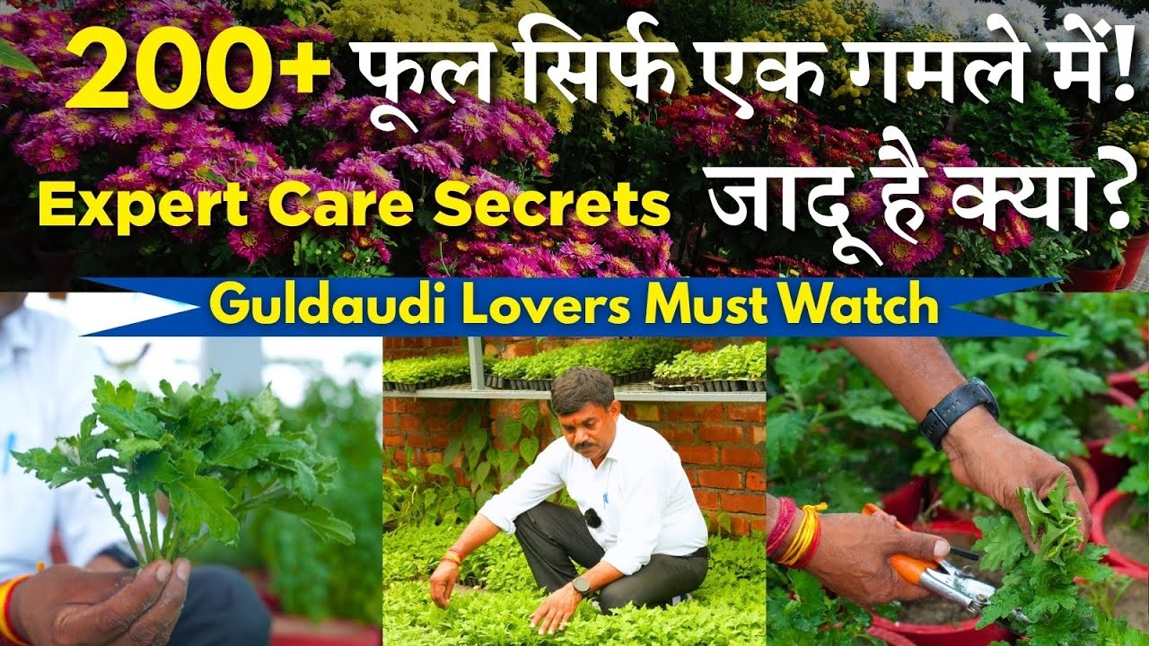 गुलदाउदी उगाना इतना आसान कभी नहीं था || Guldaudi Ka Asli Care Guide || Complete Chrysanthemum Care