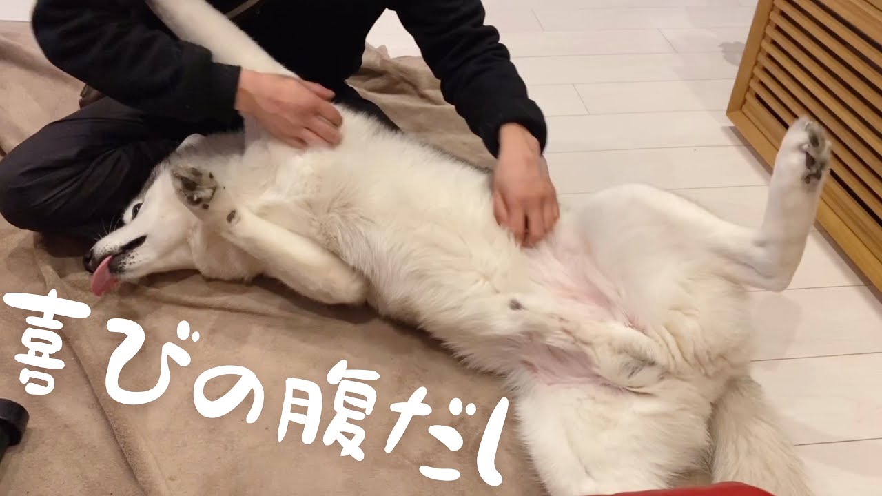 滅多に会わない兄と再会し、喜びが抑えきれないシベリアンハスキー