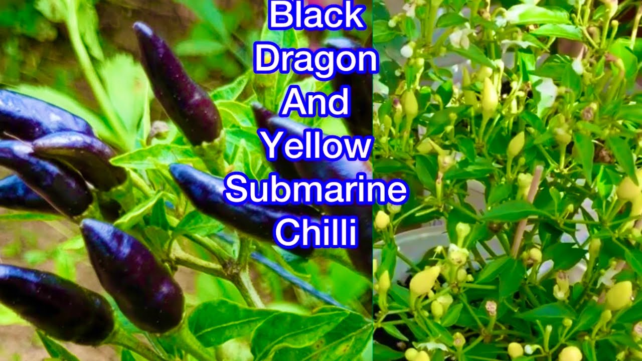 Repotting/ Transplanting Yellow Submarine And Black Dragon Chilli Plants SHOKHER BAGAN UK 2026