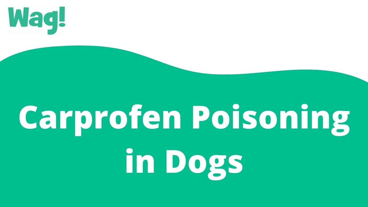 Carprofen Poisoning in Dogs | Wag!