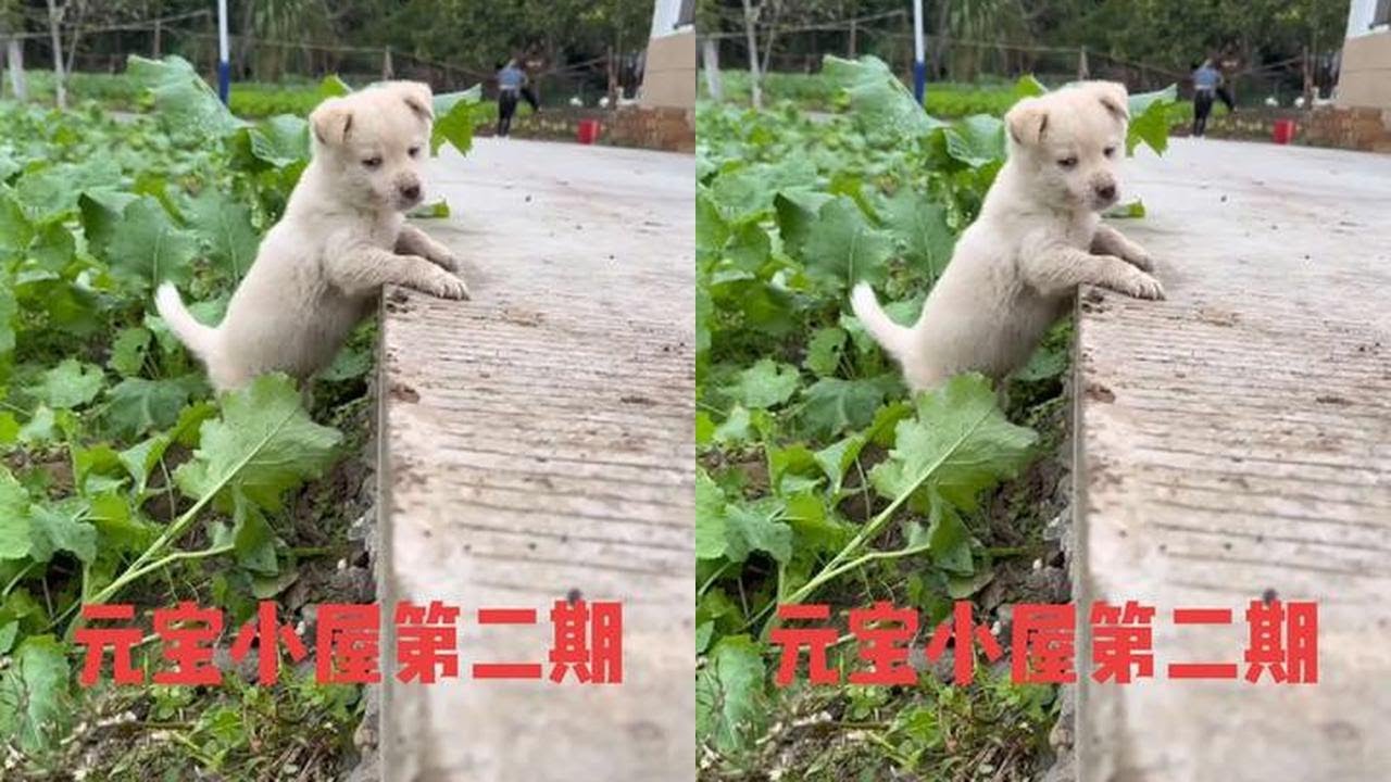 元宝走丢了，感觉好像失去了一个家庭成员，四处寻找也不见踪影，心里就感觉到很失落，真希望它有一天突然回来…#我的乡村生活 #远嫁姑娘
