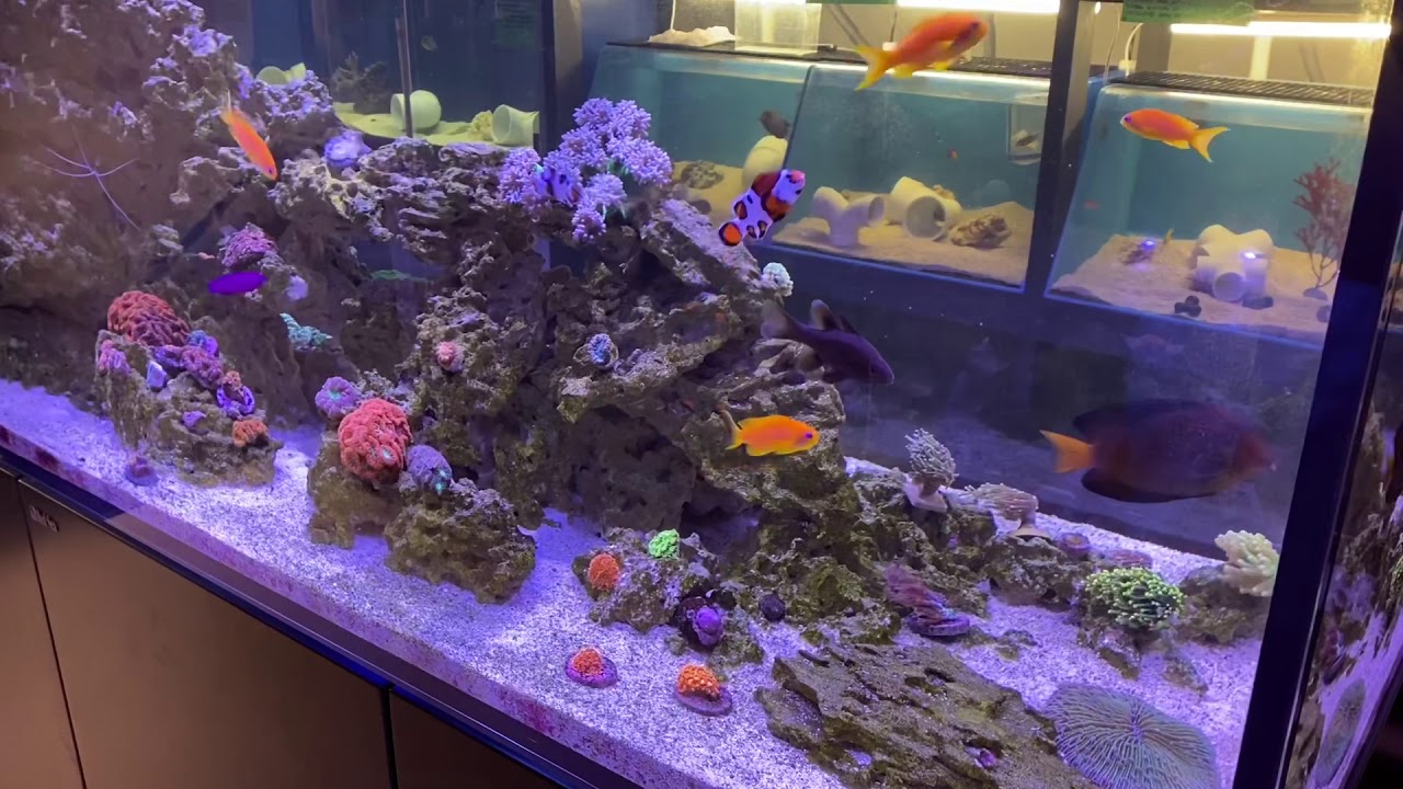 Red Sea REEFER Peninsula 650 at Salty Blues