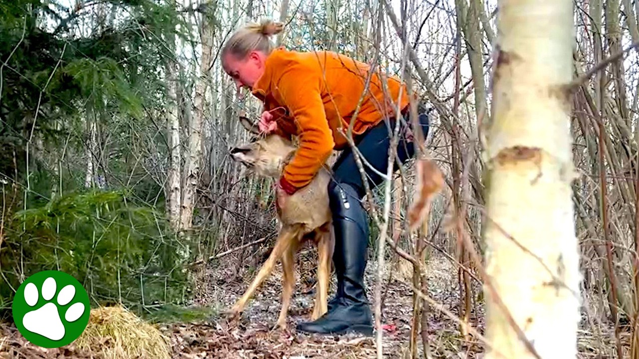 Terrified Deer Saved by Heroic Woman 👏