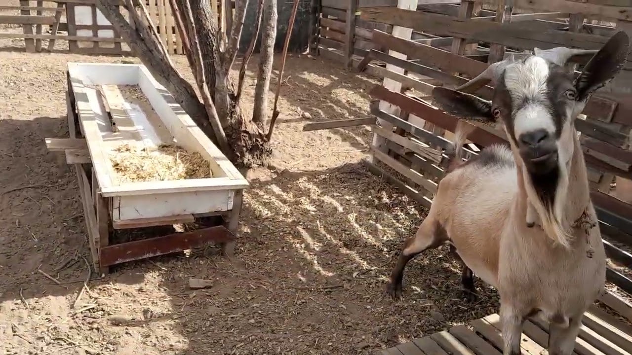 Mais um vídeo simples pra mostrar os animais pra vcs espero que gostem aqui no sitio boa sorte 