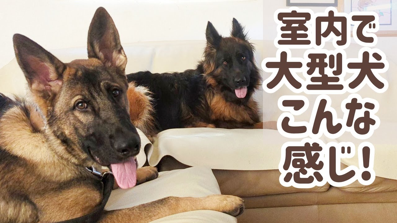 【ジャーマンシェパード】大型犬２頭、室内ではお静かに願いします😊
