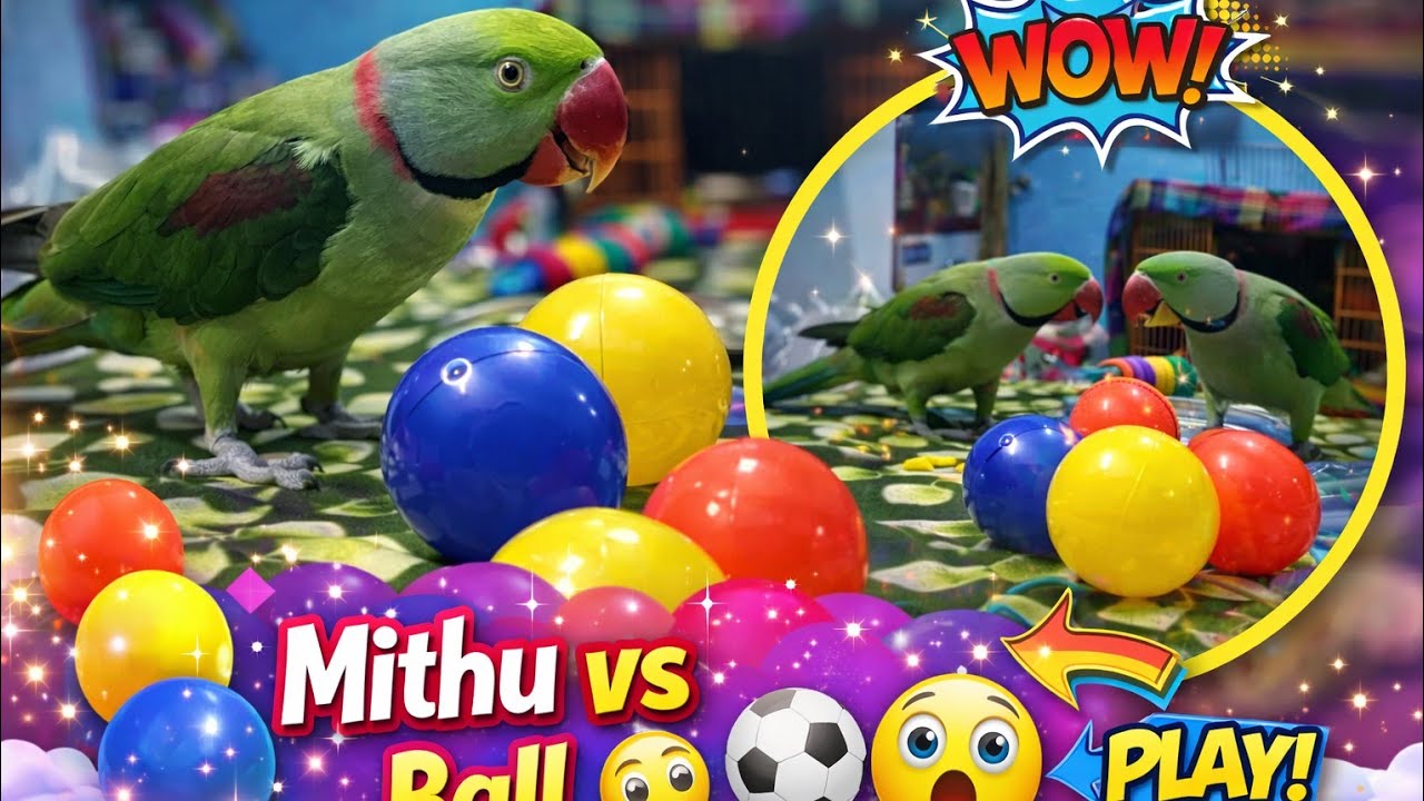 Anil Ram parrot is live