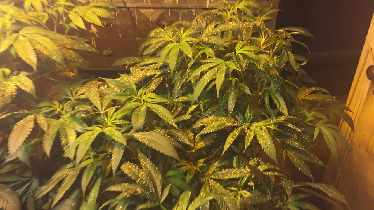 Nl5 and critical Kush first day of flip