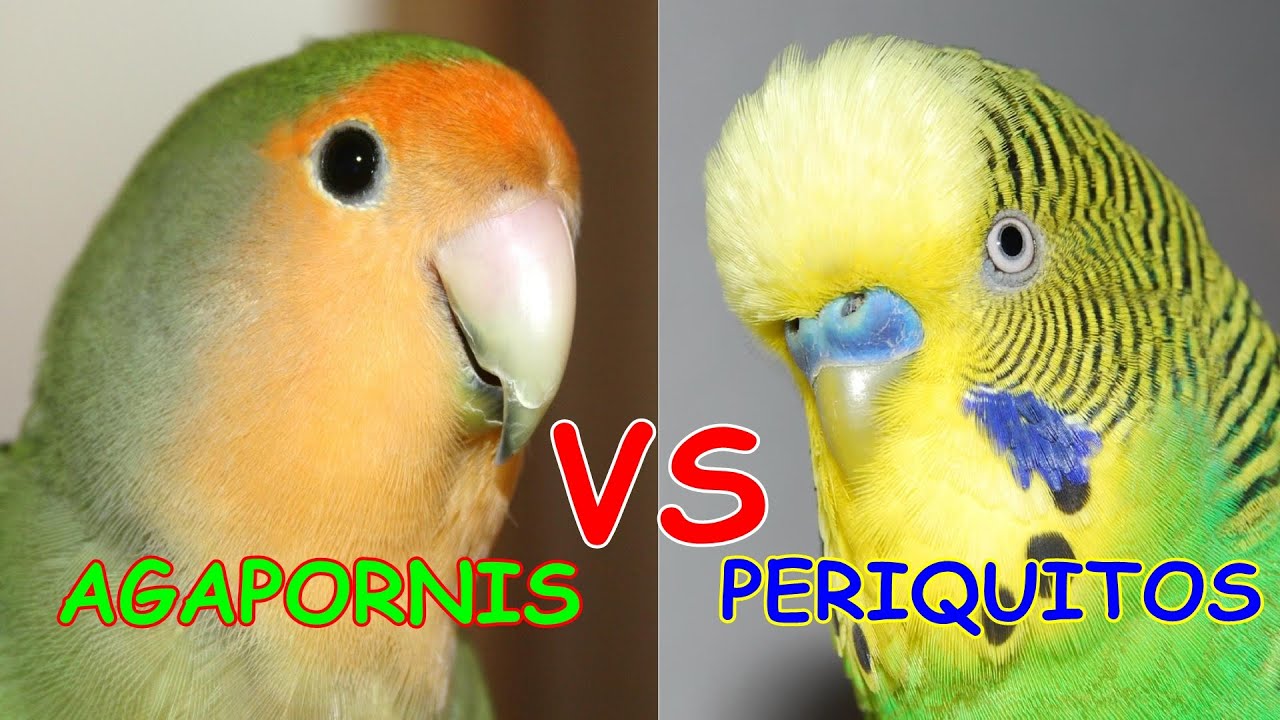 AGAPORNIS VS PERIQUITOS