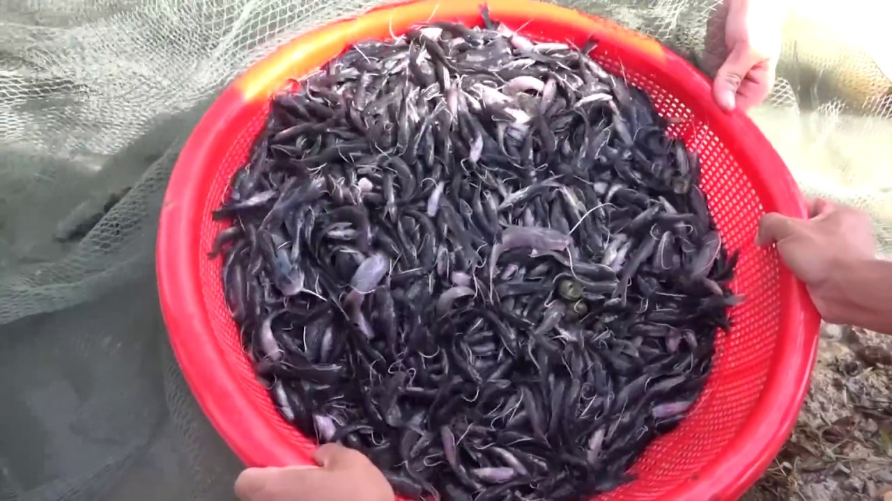 KIẾM TIỀN TỶ MỖI NĂM NHỜ NUÔI CÁ LĂNG GIỐNG Ở TP HCM