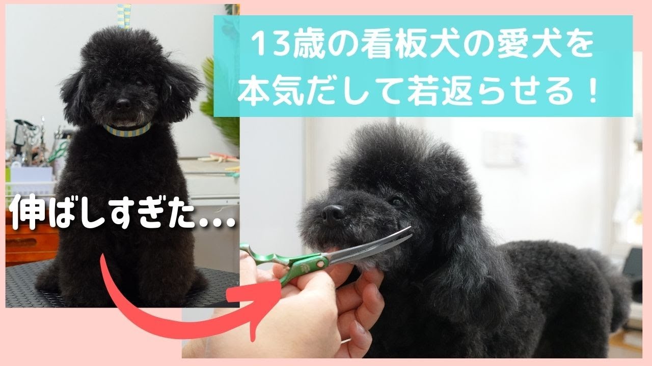 【愛犬】この子がいるから頑張れる！トリマー歴13年の相棒を全力で可愛くしていく！！【トイプードルカット】Dog Salon PAPAのカット動画　2021年＃7
