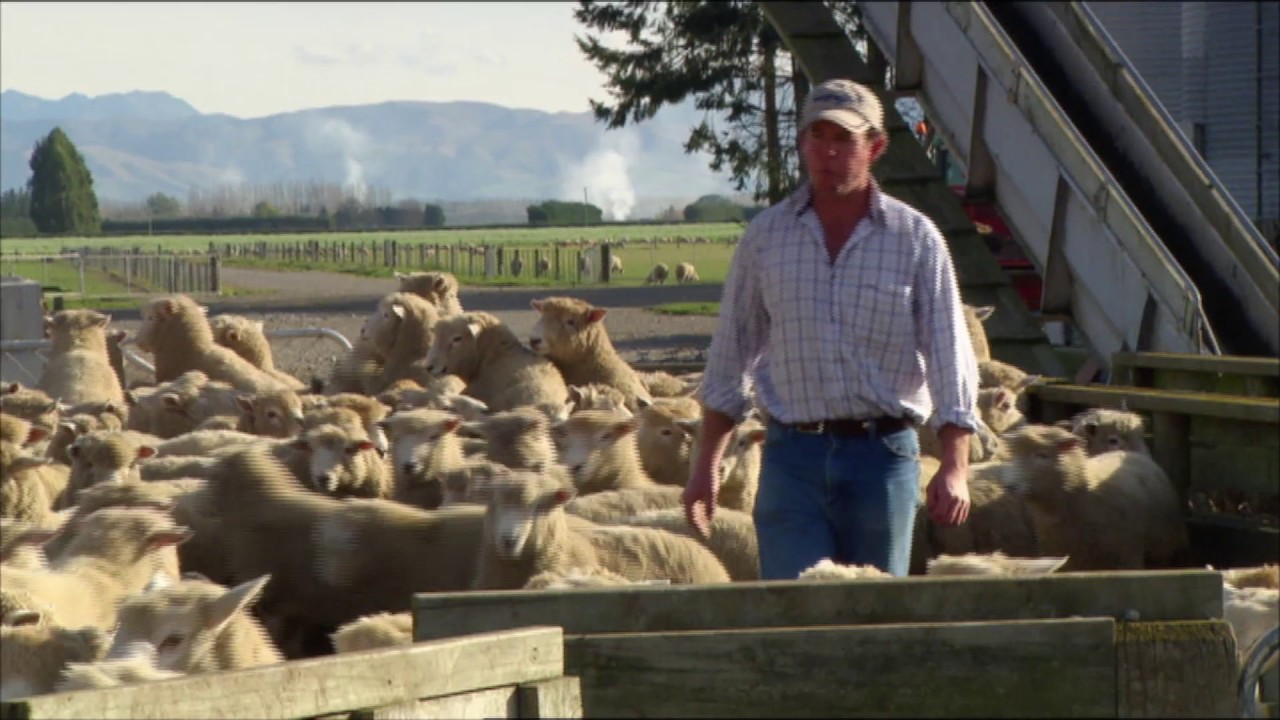 Biological Crops for Lamb Finishing