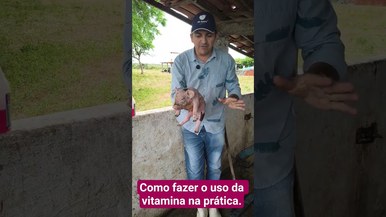 como fazer lub uso da Vitamina pro Life na pr&aacute;tica.#suinocultura