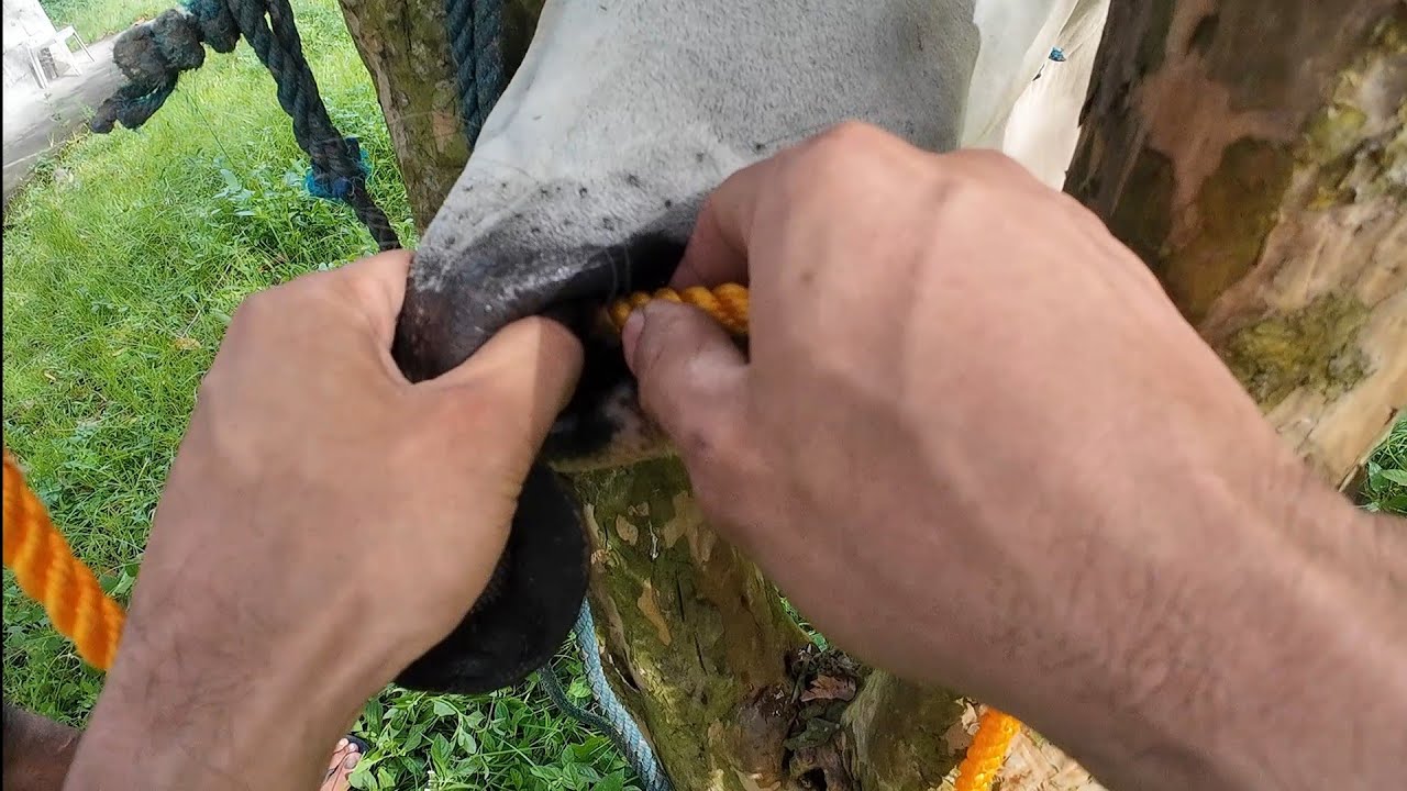 Ang Liit ng Butas 😆🦬🐃🐂🐄🐐#happyfarming 