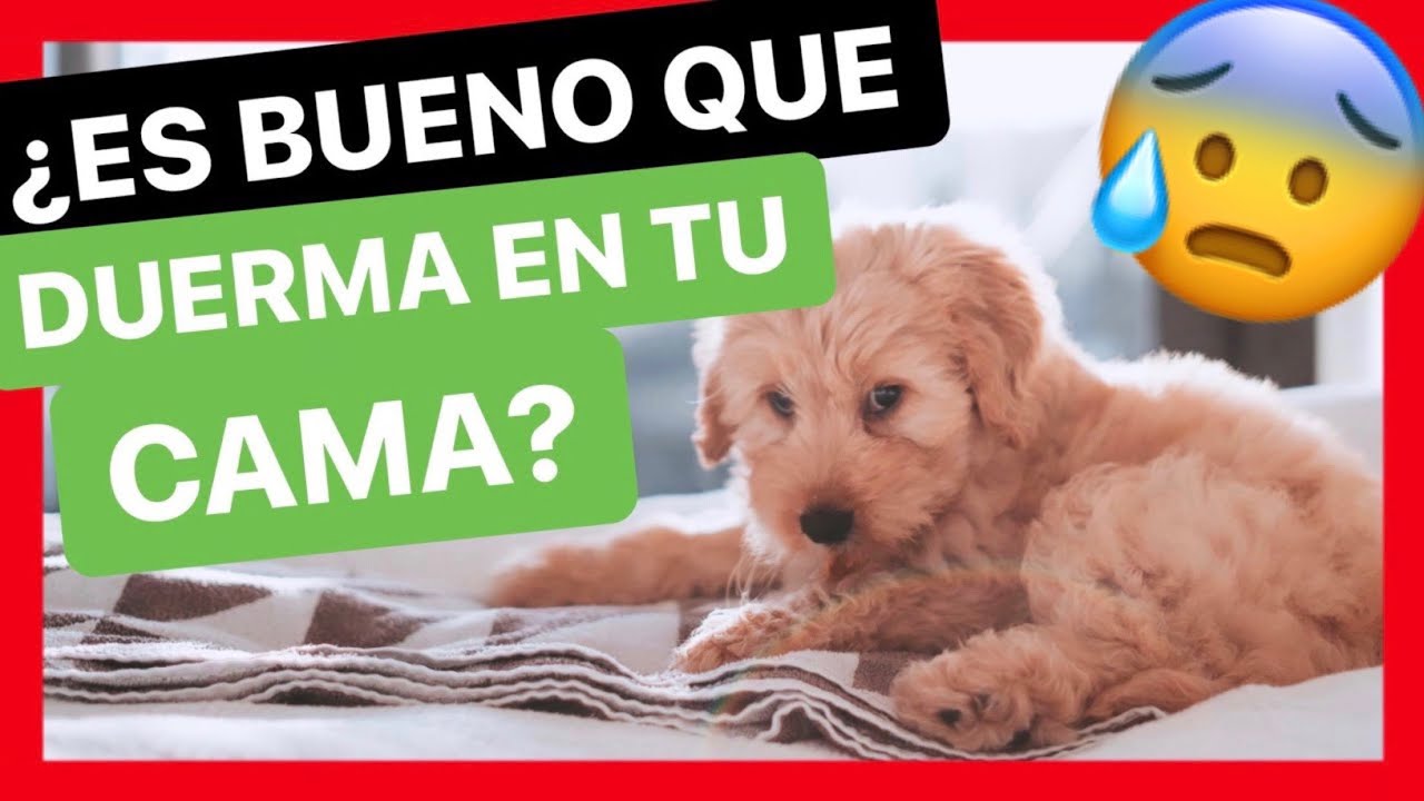 ¿Por qué mi PERRO DUERME CONMIGO? 🤔 ► 🛑 ¿ES realmente BUENO? 🛑 [LA VERDAD]