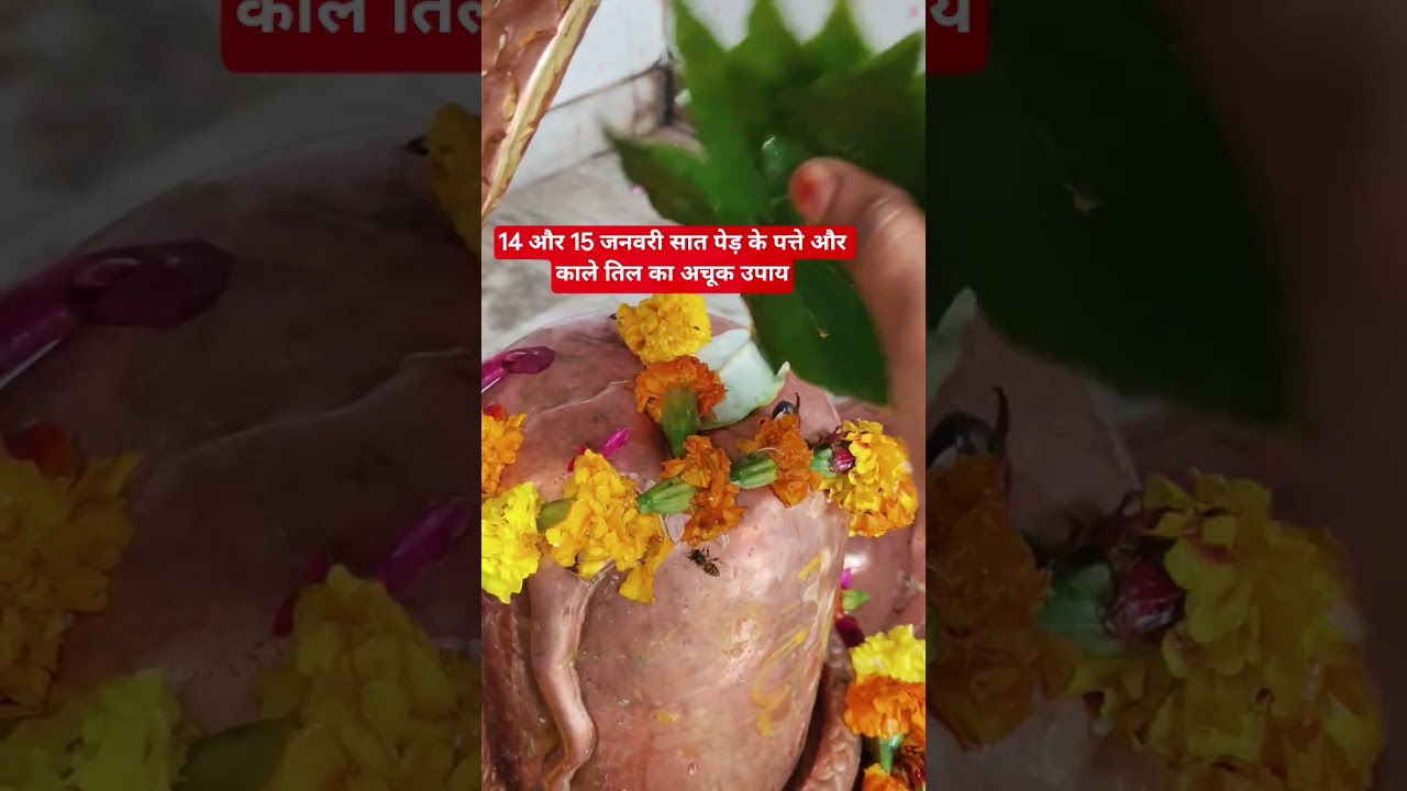 14 और 15 जनवरी करें 7 पत्ते पेड़ के और काले तिल का उपाय
