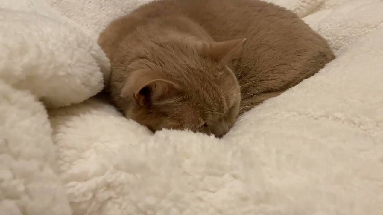 新しいふかふかクッションマットの上で眠りにつく猫