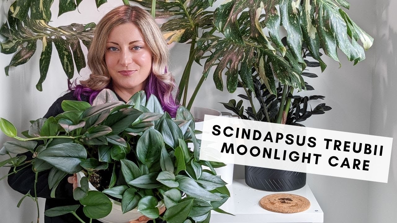 Обновление по уходу за моим Scindapsus Treubii Moonlight (он же Sterling Silver)!