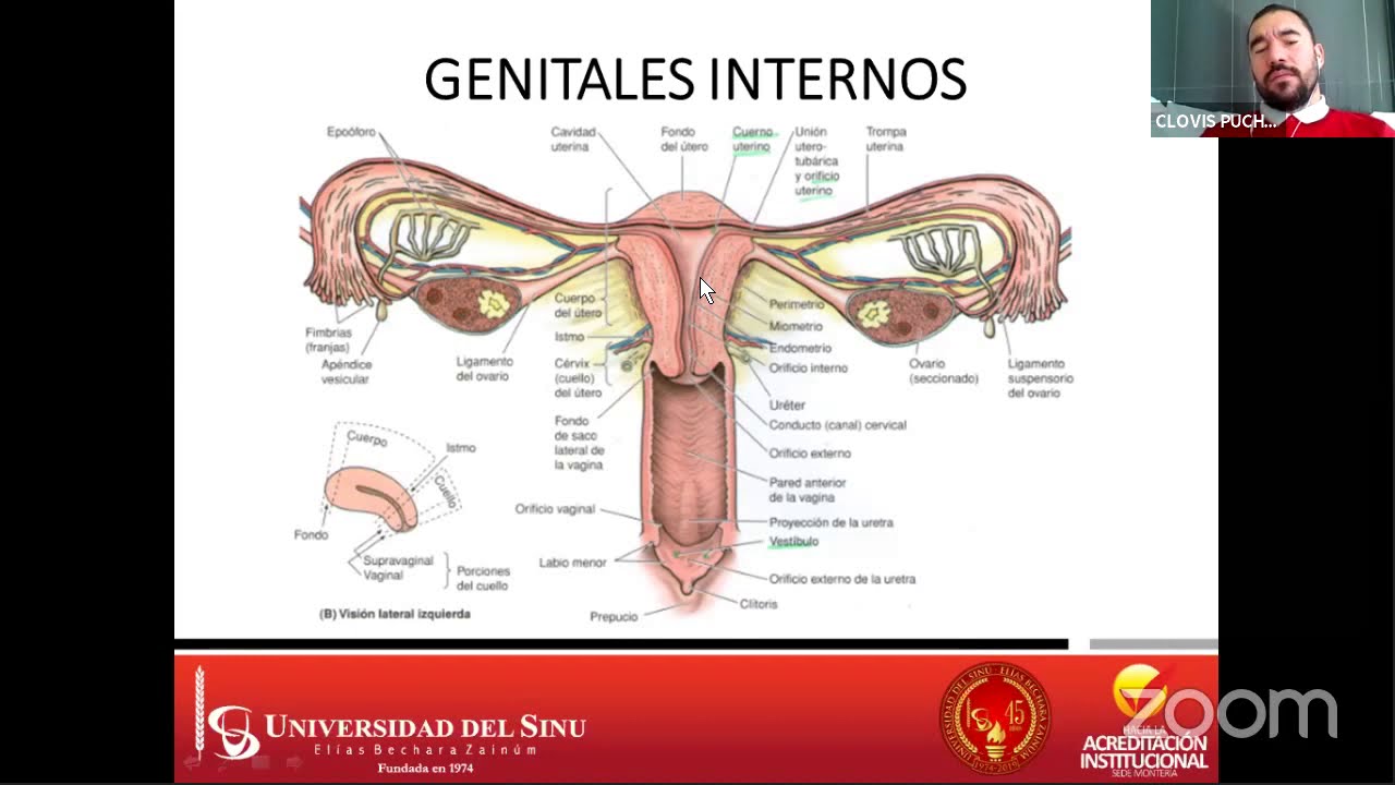 ANATOMIA GENITAL FEMENINA