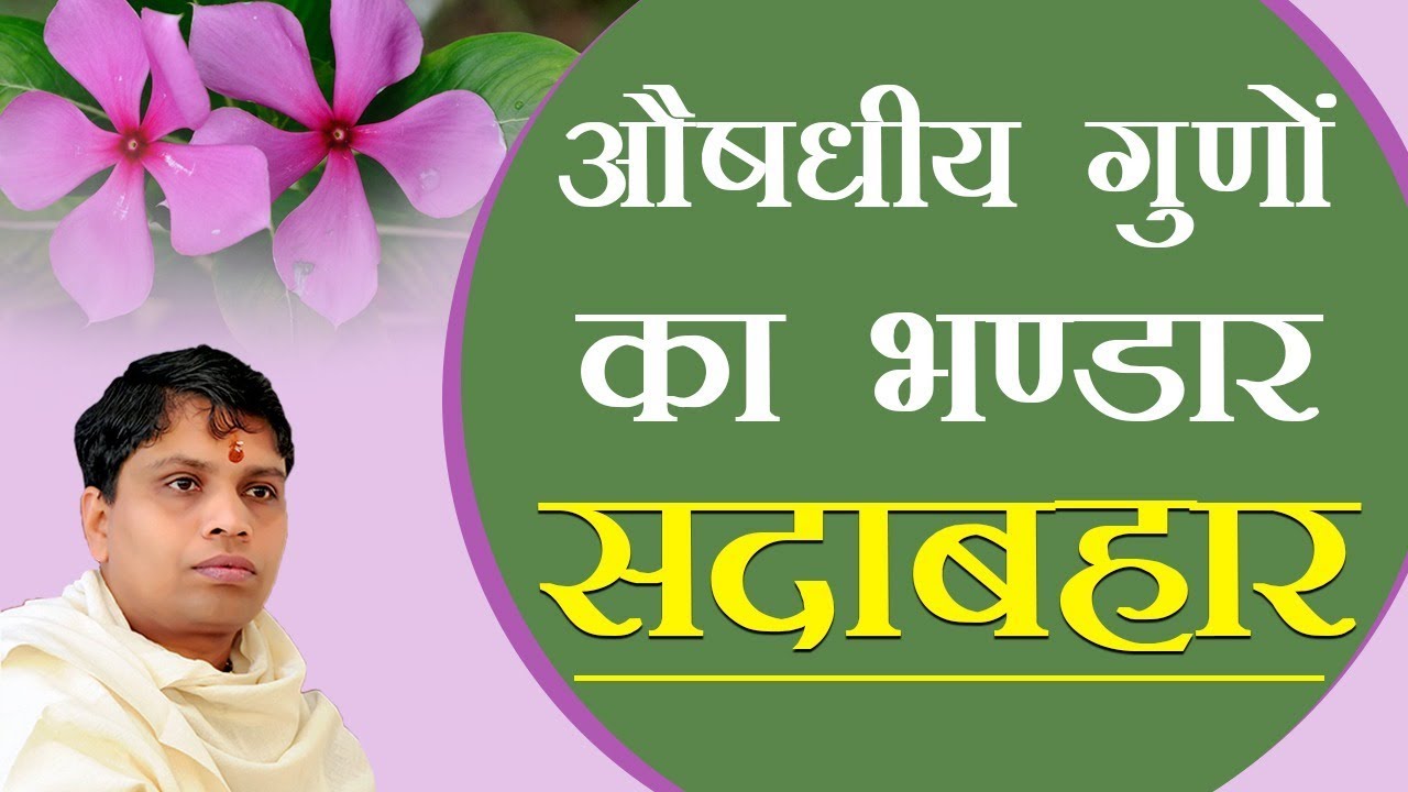 औषधीय गुणों का भण्डार सदाबहार | Acharya Balkrishna