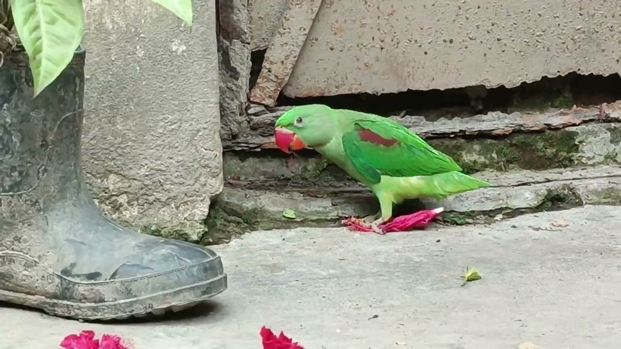 मिठु छिप के कुछ खा रहा है 😍🦜❤ || Love You Leo || #loveyouleo #parrot #talkingparot #birds 2026