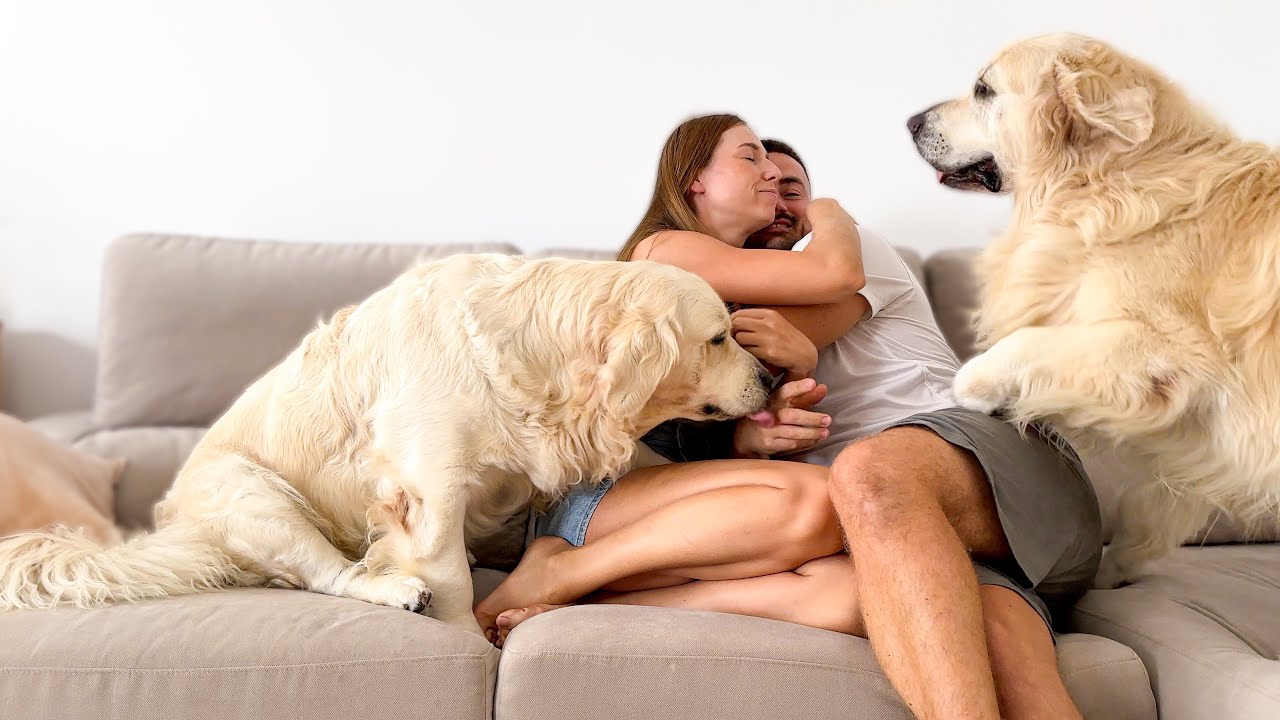 My Funny Dog ​​Refuses to Share My Wife's Attention with Me