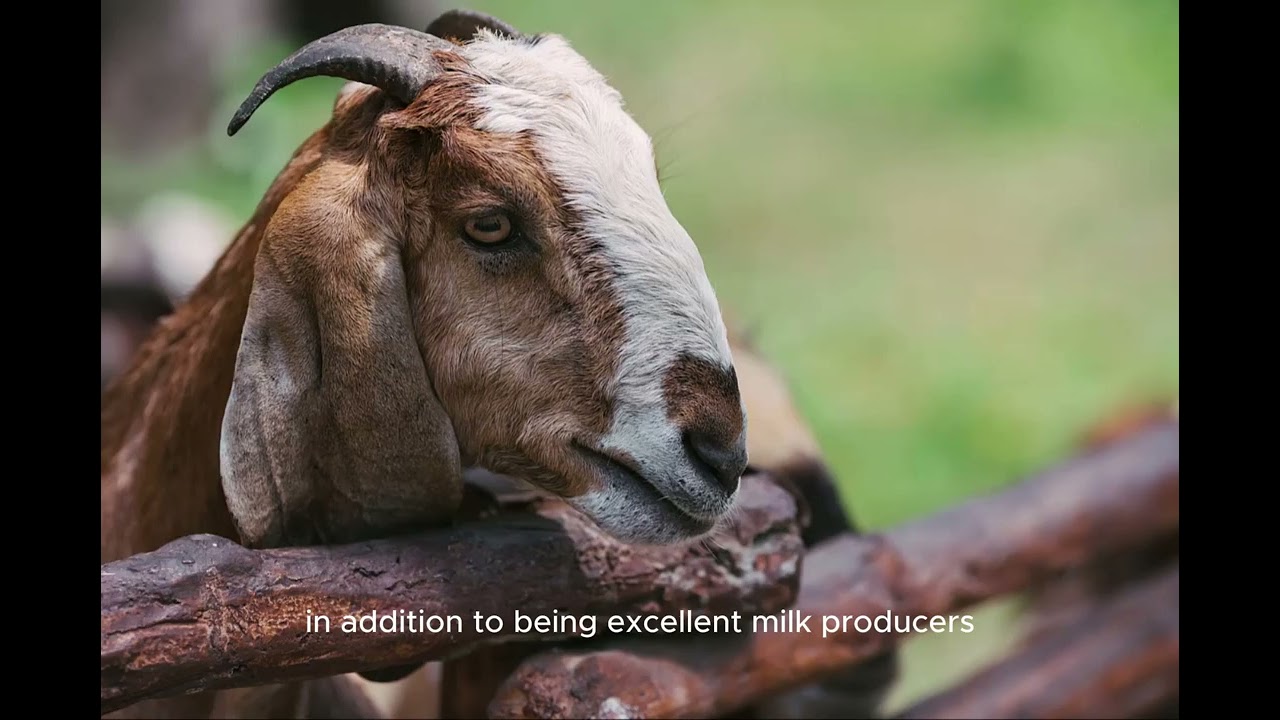 Top 10 Goats Breeds In The World