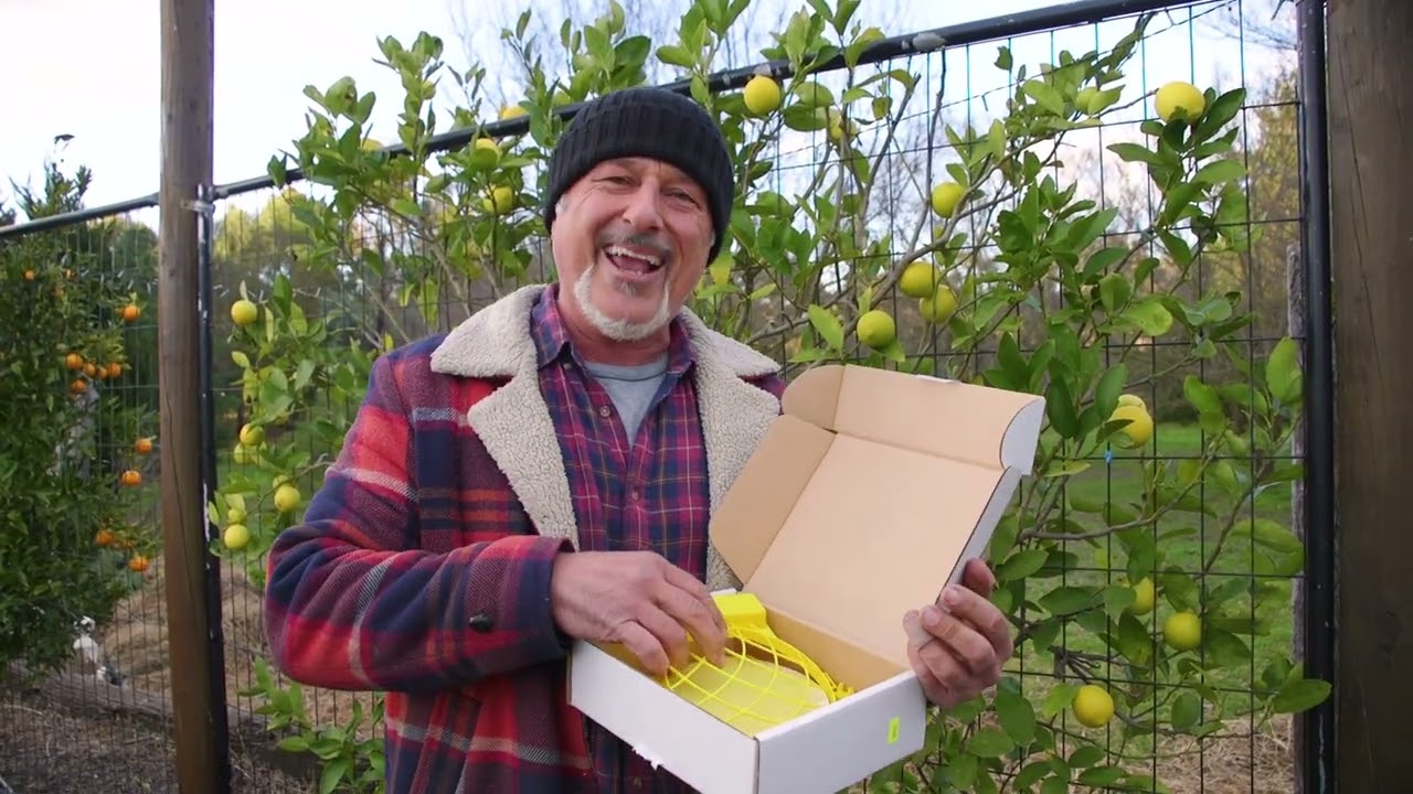 Citrus and Fruit Tree Pest Control – 3 Safe Products That Work