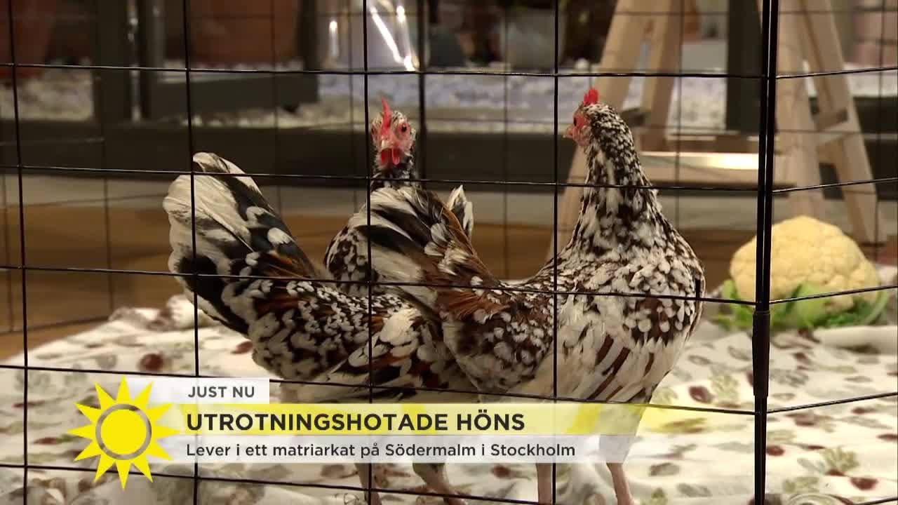 Utrotningshotade höns 