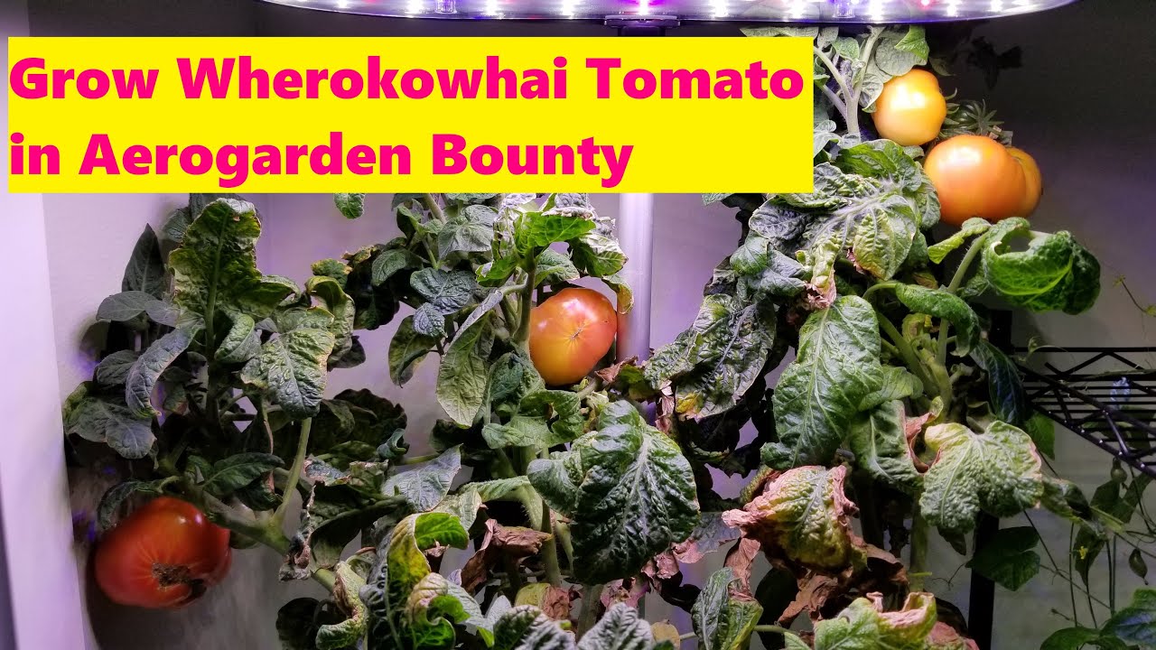Grow Wherokowhai Tomato in Aerogarden Bounty