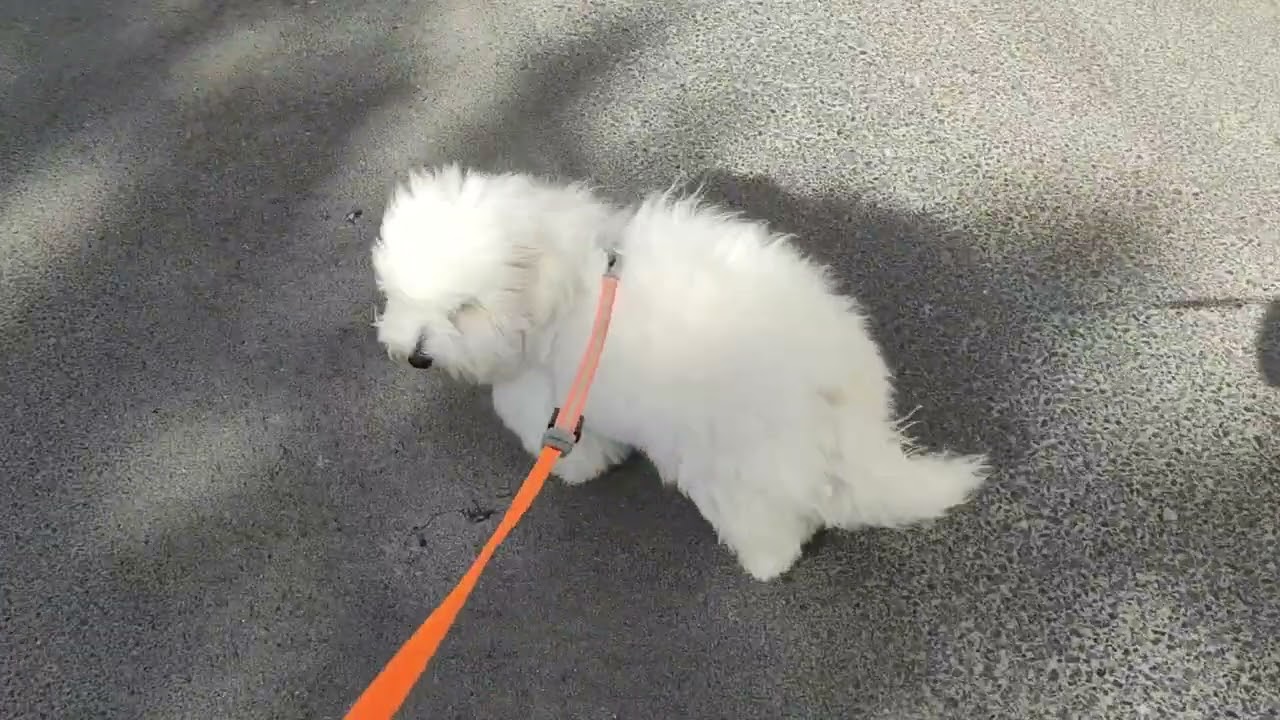 Balade de sirius ,coton de tulear de 6 mois