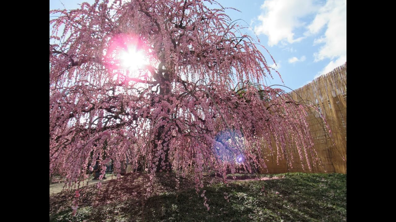 しだれ梅まつり-2026写真集【 Weeping Plum Festival - 2026 in Suzuka no Mori Garden 】@okchannel55